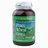 Pine Wheat Grass